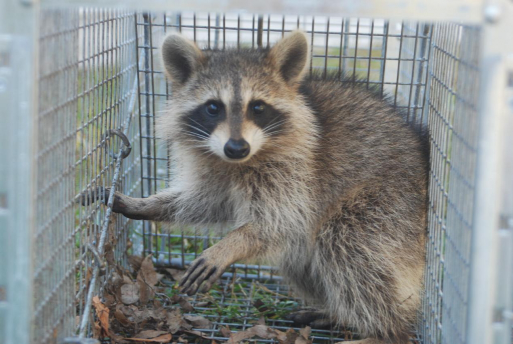 Greensboro Wildlife Removal