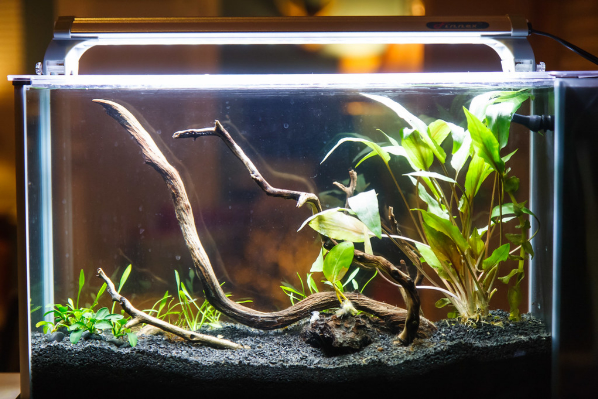 planted aquarium lighting